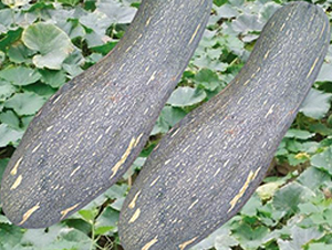 �t�ܱ��Ϲ�-�ϹϷN��-�Є�(chu��ng)���S