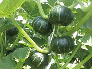 �Gͯؐؐ-�ϹϷN��-�Є�(chu��ng)���S