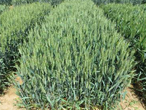 ��(j��)��229-С���N��-�����r(n��ng)�I(y��)