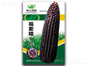 福紫糯9號(hào)-玉米種子-田福農(nóng)業(yè)