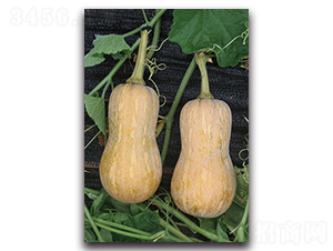 ����һ̖(h��o)-�ϹϷN��-�������r(n��ng)�I(y��)