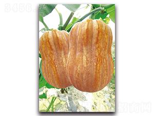 ��������̖(h��o)-�ϹϷN��-�������r(n��ng)�I(y��)