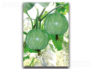 ��Ƥ����-�ϹϷN��-�������r(n��ng)�I(y��)