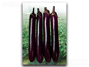 紫紅長(zhǎng)茄-茄子種子-湘妹子農(nóng)業(yè)