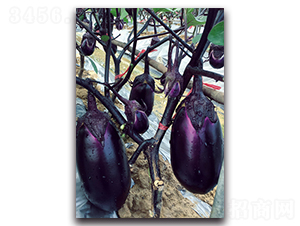 紫紅圓茄-茄子種子-湘妹子農(nóng)業(yè)