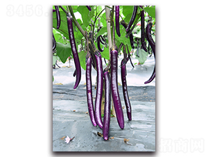 俊秀-茄子種子-湘妹子農業(yè)