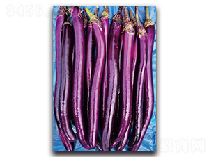 天秀-茄子種子-湘妹子農(nóng)業(yè)