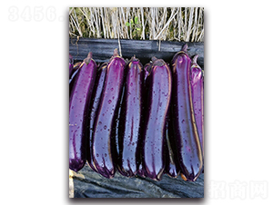 紫紅短棒-茄子種子-湘妹子農(nóng)業(yè)