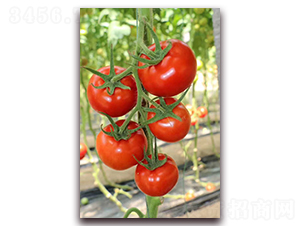 美利達-番茄種子-春秋種業(yè)