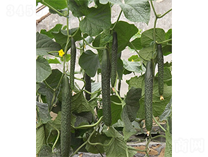 �G��1̖(h��o)-�S�ϷN��-ɽ�|��Դ