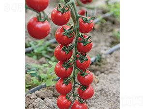 愛吉俏麗-番茄種子-山東墾源