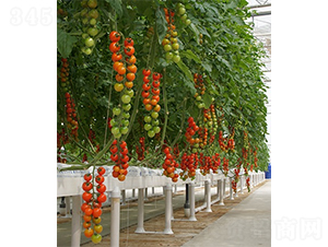 愛(ài)吉茱麗-番茄種子-山東墾源