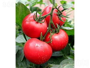 愛(ài)吉158-番茄種子-山東墾源