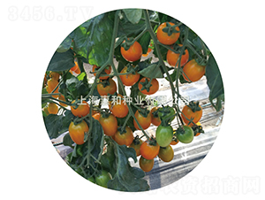 �S����̖(h��o)-С���ѷN��-�ݺͷN�I(y��)