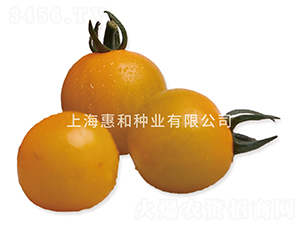 黃冠二號(hào)-小番茄種子-惠和種業(yè)
