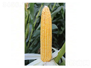 ���86-���׷N��-�����r(n��ng)�I(y��)