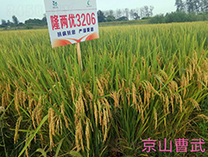 ¡�Ƀ�(y��u)3206-ˮ���N��-�����r(n��ng)�I(y��)