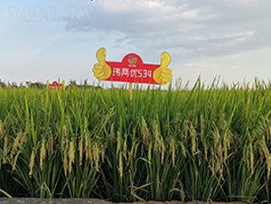 �|�Ƀ�(y��u)534-ˮ���N��-�����r(n��ng)�I(y��)