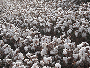 �����66̖-�޻��N��-�����r(n��ng)�I(y��)