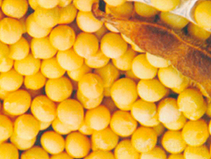 ����5̖(h��o)-�󶹷N��-����N�I(y��)