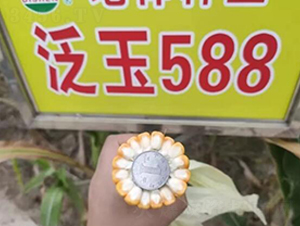 ����588-���׷N��-����N�I(y��)