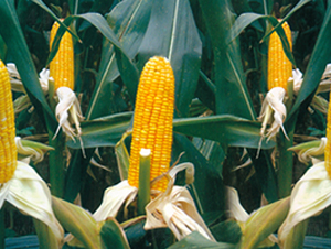 ����6̖-���׷N��-����N�I(y��)