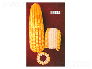 ����5̖-���׷N��-����N�I(y��)