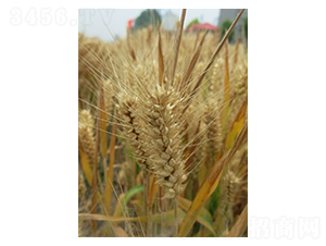 ����803-С���N��-����N�I(y��)