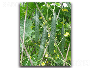 �G��һ̖(h��o)�S��-�S�ϷN��-����N�I(y��)