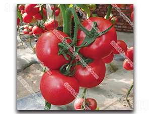 ��������ʮ̖-���ѷN��-����N�I(y��)