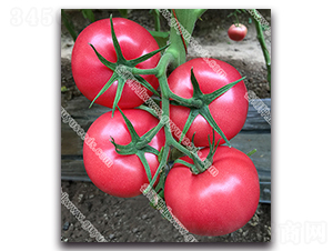 ����������̖-���ѷN��-����N�I(y��)