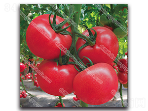 ����������̖(h��o)-���ѷN��-����N�I(y��)