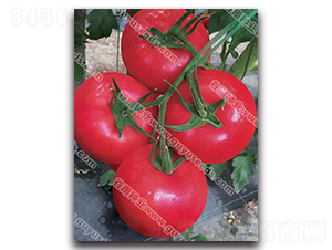 ����������̖-���ѷN��-����N�I(y��)