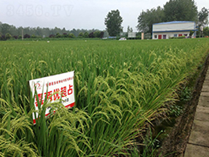 ϲ�Ƀ�(y��u)��ռ-ˮ���N��-ϲ����