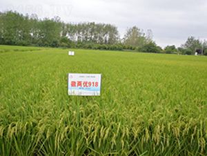 �ՃɃ�(y��u)918-ˮ���N��-ϲ����
