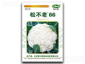 松不老66-松花菜種子-惠爾稼