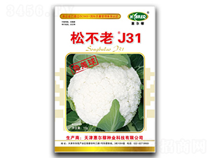 松不老J31-松花菜種子-惠爾稼
