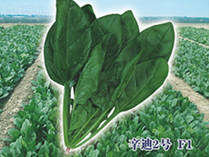 ����2̖(h��o)F1-���˷N��-ʥ�A���S