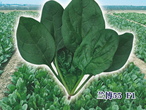 �m��55F1-���˷N��-ʥ�A���S