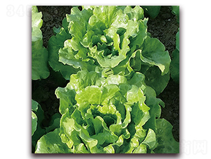意大利耐抽薹生菜-生菜種子-圣華德豐