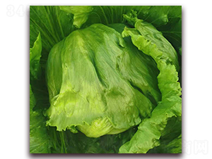 �G�ͣ�1102��-���˷N��-ʥ�A���S