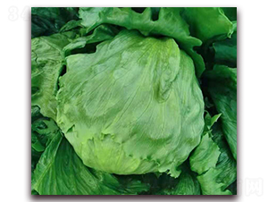 ���ǣ�IT-01��-���˷N��-ʥ�A���S