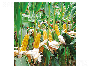 ƽ��8̖-���׷N��-ƽ�S�N�I(y��)