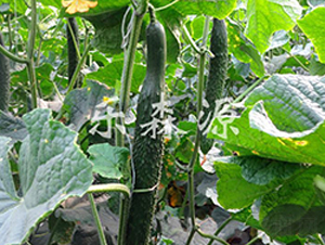 ����S��-�S�ϷN��-��ɭԴ