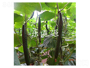 ������A11-�S�ϷN��-��ɭԴ