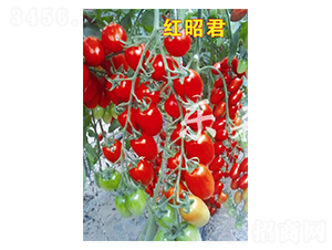 紅昭君-櫻桃番茄種子-樂森源