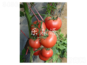 寶瑞粉王-番茄種子-樂(lè)森源