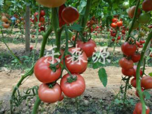 歐瑞258-番茄種子-樂森源