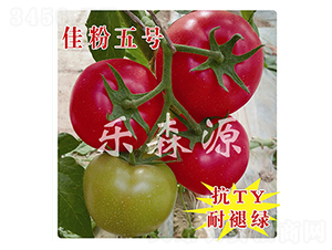 佳粉五號(hào)-番茄種子-樂森源