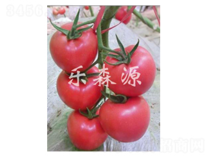 佳粉806-番茄種子-樂森源